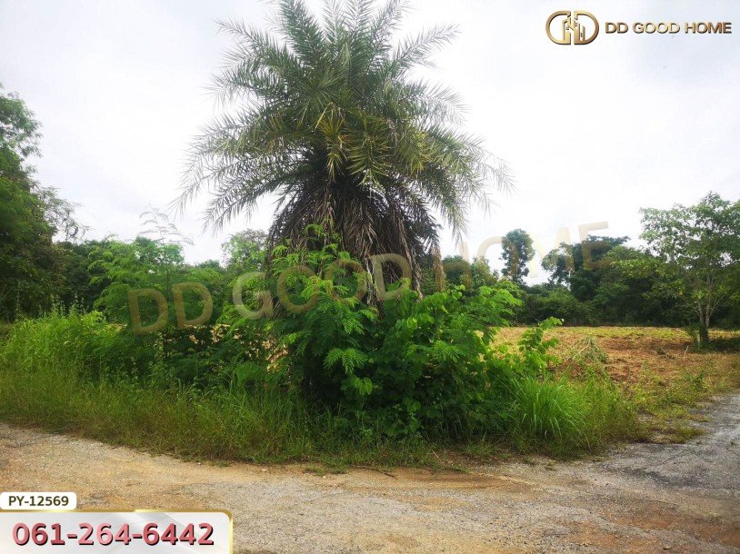 ที่ดิน 1 ไร่ 35 ตร.ว.ใกล้ ถ.ราชสีมา-โชคชัย นครราชสีมา-2