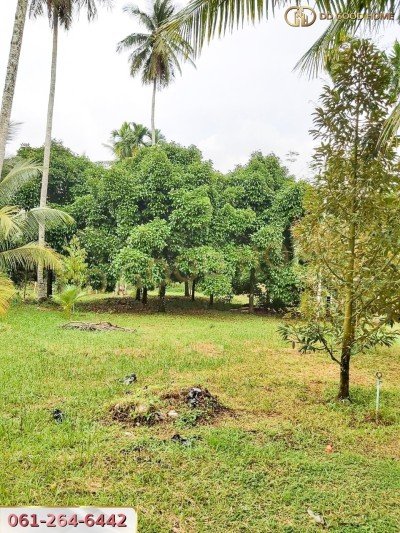 ขายที่ดินสวนผลไม้ พร้อมสิ่งปลูกสร้าง ชุมพร