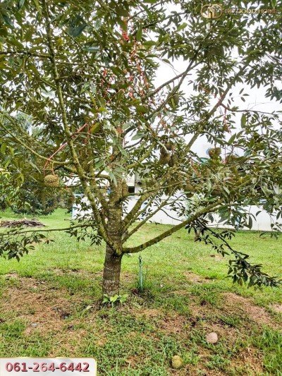 ขายที่ดินสวนผลไม้ พร้อมสิ่งปลูกสร้าง ชุมพร