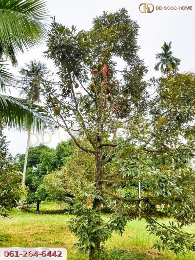 ขายที่ดินสวนผลไม้ พร้อมสิ่งปลูกสร้าง ชุมพร